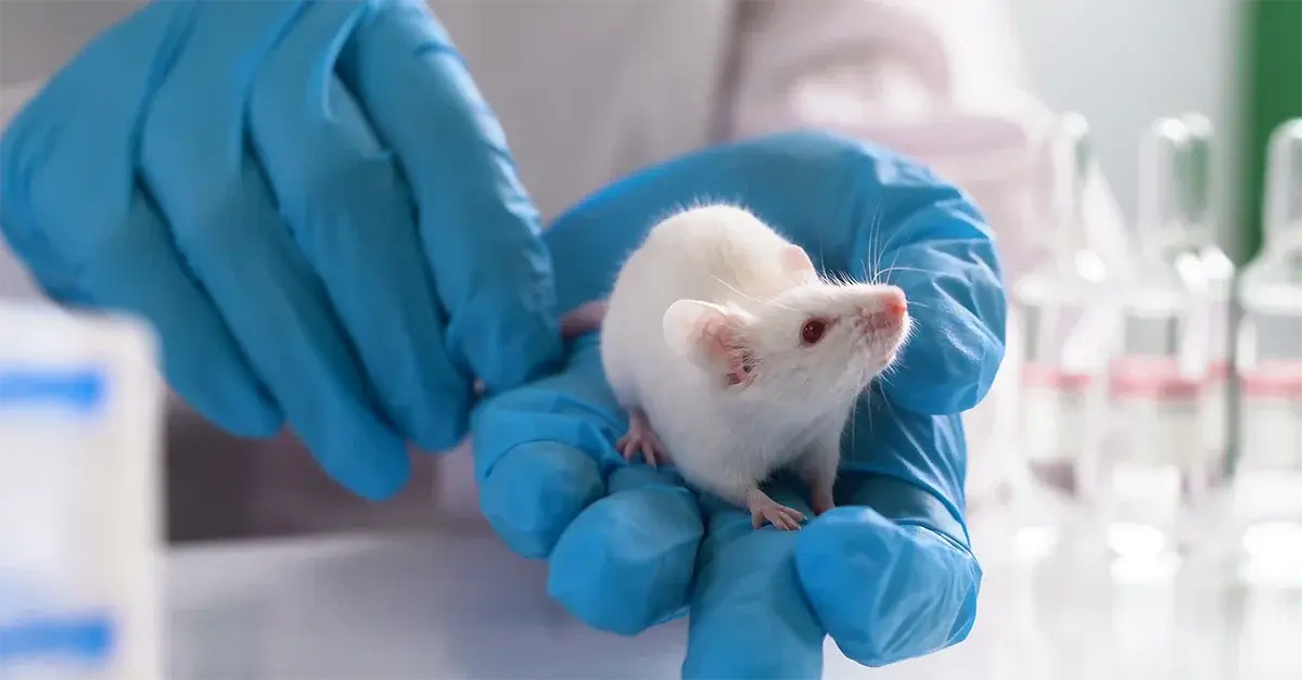 Mouse in Laboratory Testing for Pharmaceutical Product Development